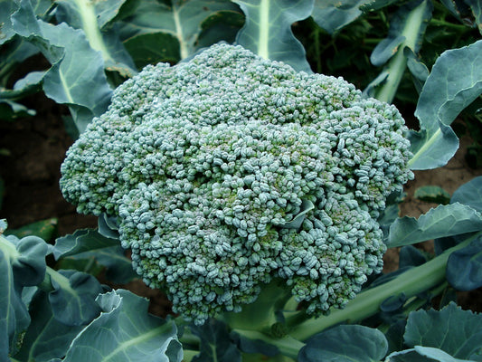 Broccoli - 50 heads